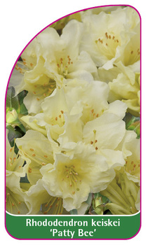 Rhododendron keiskei 'Patty Bee'