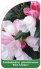 Rhododendron yakushimanum 'Mist Maiden'