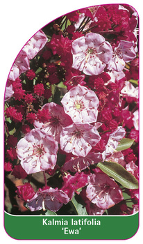 Kalmia latifolia 'Ewa'