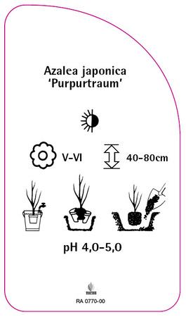 Azalea japonica 'Purpurtraum'