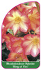Rhododendron-Hybride 'Ring of  Fire'