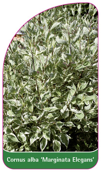 Cornus alba 'Marginata Elegans'