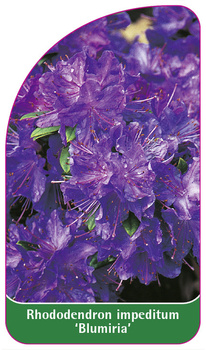 Rhododendron impeditum 'Blumiria'
