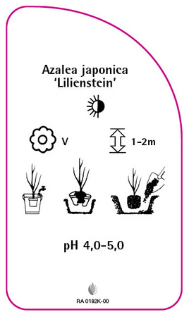 Azalea japonica 'Lilienstein'