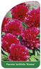 Paeonia lactiflora 'Kansas'