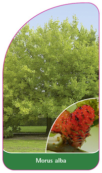 Morus alba