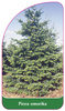 Picea omorika