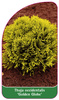 Thuja occidentalis "Golden Globe