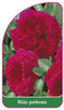 Róza parkowa Nr. 405