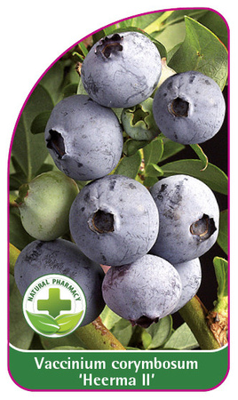 Vaccinium corymbosum 'Heerma II'