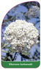 Viburnum burkwoodii