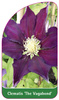 Clematis 'The Vagabond'