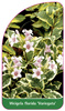 Weigela florida 'Variegata'