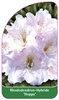 Rhododendron-Hybride 'Hoppy'
