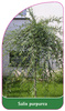 Salix purpurea