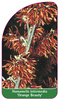 Hamamelis intermedia 'Orange Beauty'