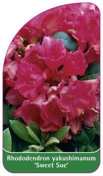 Rhododendron yakushimanum 'Sweet Sue'