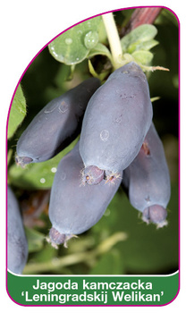 Jagoda kamczacka 'Leningradskij Welikan'