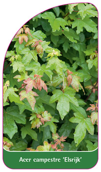 Acer campestre 'Elsrijk'