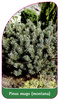 Pinus mugo (montana)