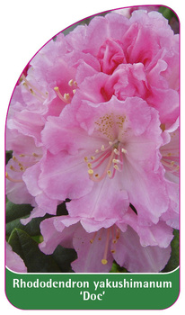 Rhododendron yakushimanum 'Doc'