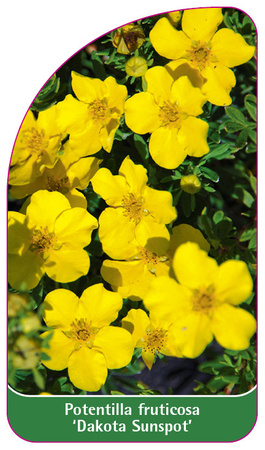 Potentilla fruticosa 'Dakota Sunspot'