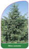 Abies concolor