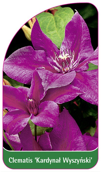 Clematis 'Kardynal Wyszynski'