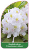 Rhododendron 'Catawbiense Album'