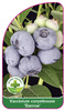 Vaccinium corymbosum "Darrow