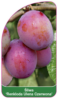 Śliwa 'Renkloda Ulena Czerwona'