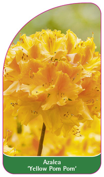 Azalea 'Yellow Pom Pom'