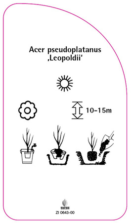 Acer pseudoplatanus 'Leopoldii'