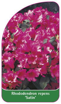 Rhododendron repens 'Satin'