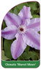 Clematis 'Marcel Moser'