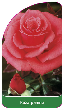 Roza pienna Nr. 3