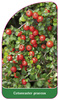 Cotoneaster praecox