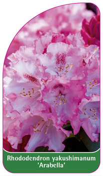 Rhododendron yakushimanum 'Arabella'