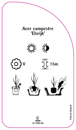 Acer campestre 'Elsrijk'