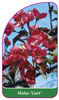 Malus 'Liset'