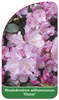 Rhododendron williamsianum 'Osmar'