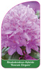 Rhododendron-Hybride 'Roseum Elegans'