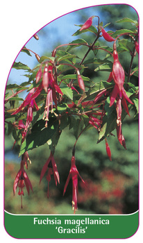 Fuchsie magellanica 'Gracilis'