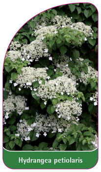 Hydrangea petiolaris