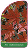 Acer pseudosieboldianum