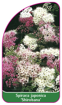 Spiraea japonica 'Shirobana'
