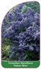 Ceanothus thyrisflorus 'Italian Skies'