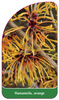 Hamamelis orange'
