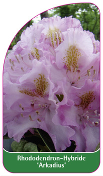 Rhododendron-Hybride 'Arkadius'