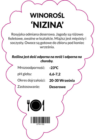 Winorośl Nizina 3